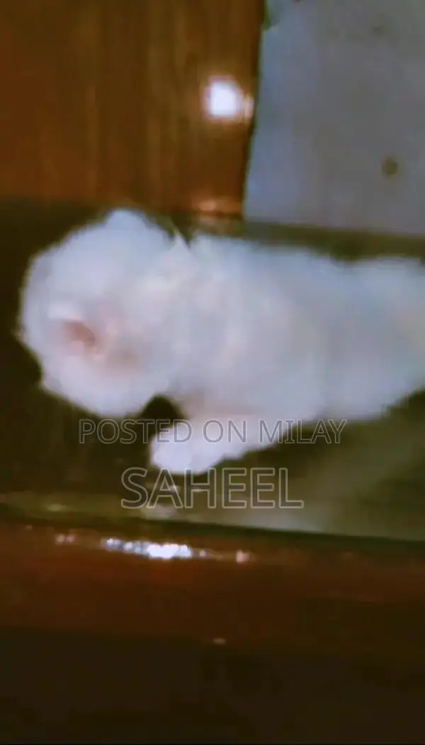 Adorable Kitten with Unique Coat and Charming Personality