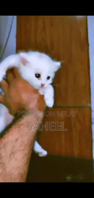 Adorable Kitten with Unique Coat and Charming Personality