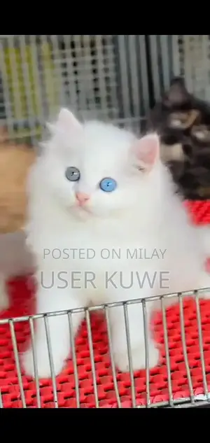 Photo - Persian Punch Face Cats and Kittens - Multiple Colors