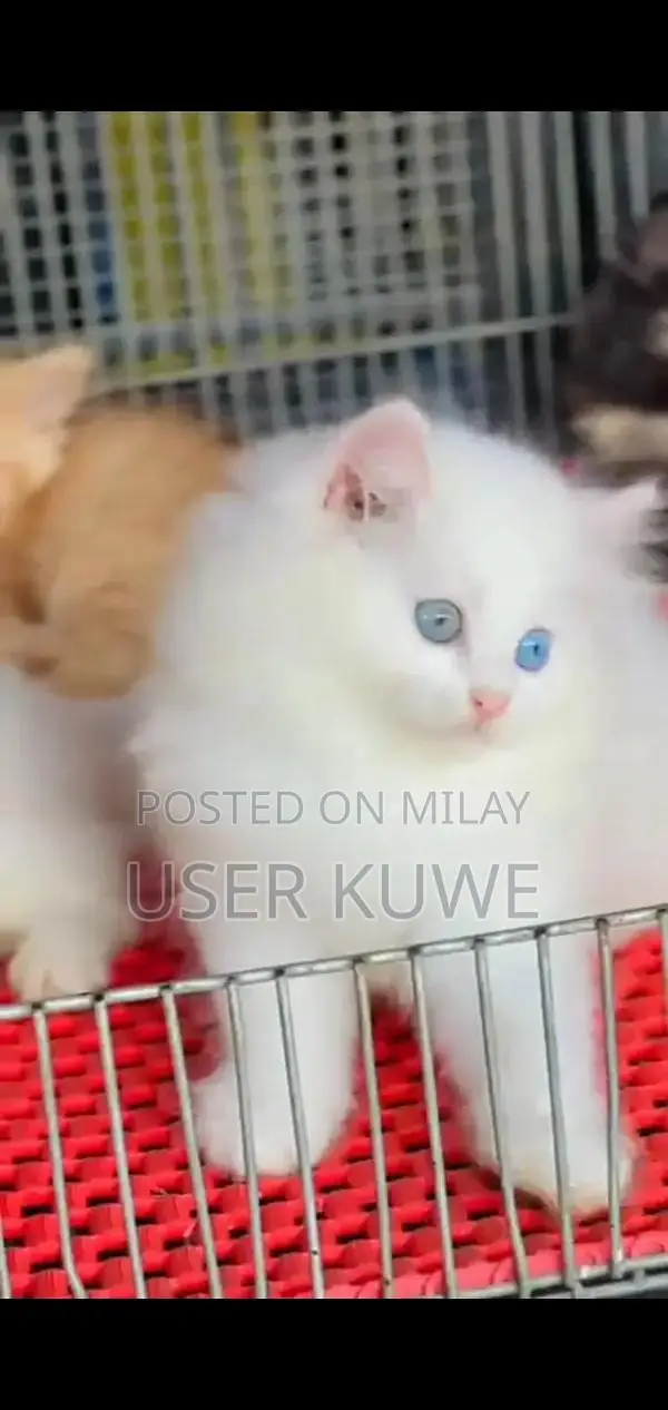 Persian Punch Face Cats and Kittens - Multiple Colors