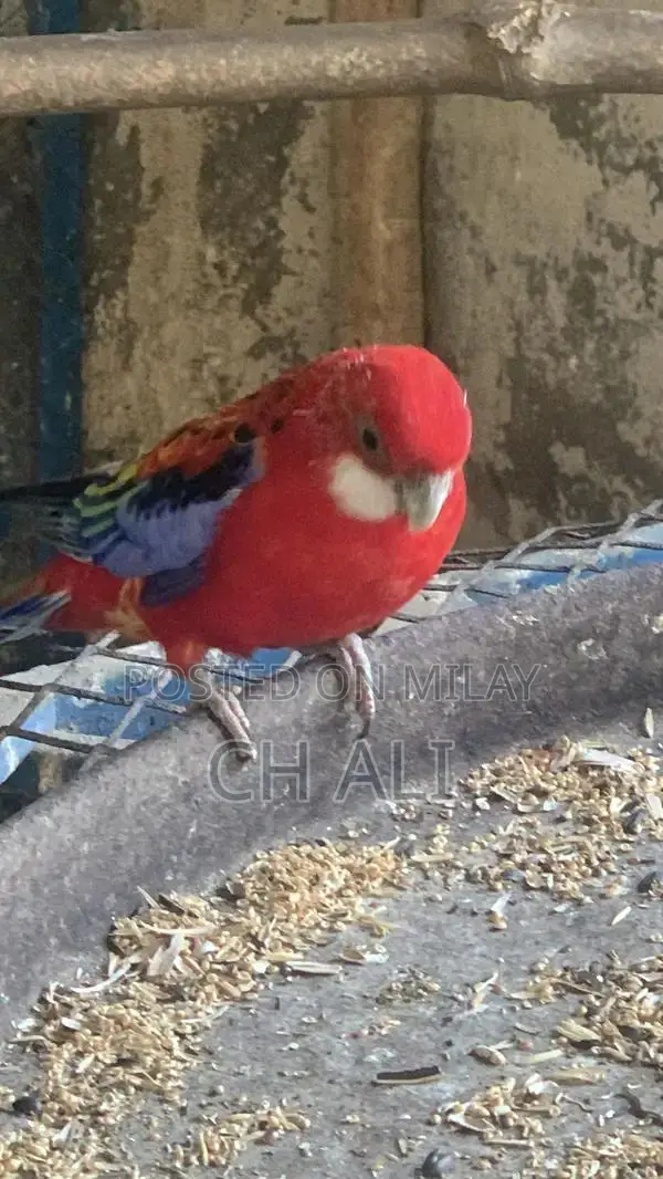 Rosella Male Bird - Healthy Breeder Parrot
