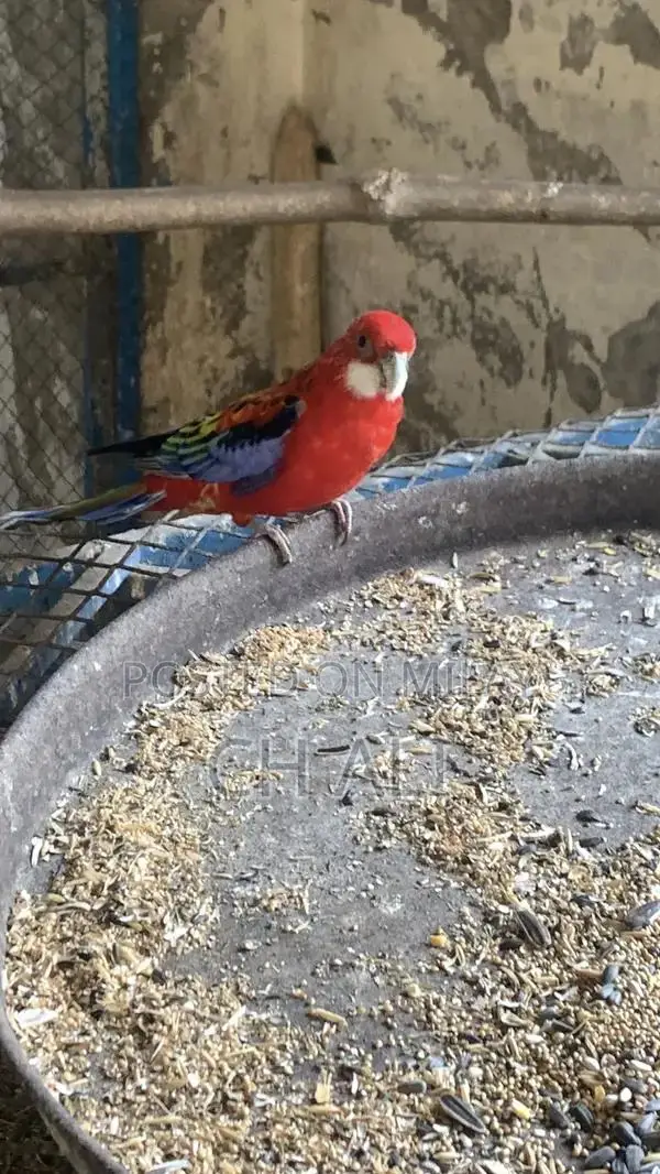 Rosella Male Bird - Healthy Breeder Parrot