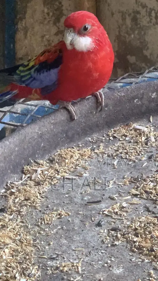Rosella Male Bird - Healthy Breeder Parrot