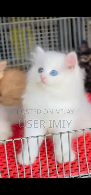 Persian Punch Face Kitten: Quality Feline Companion