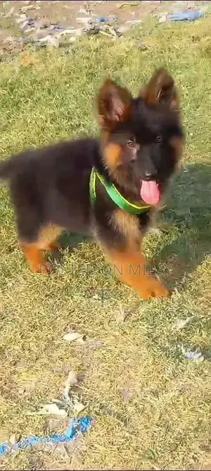 Photo - German Shepherd Long Coat Puppies - Active Family Companion