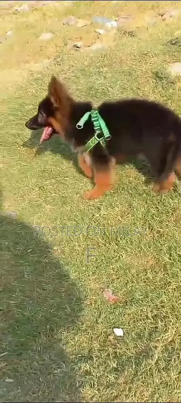 German Shepherd Long Coat Puppies - Active Family Companion