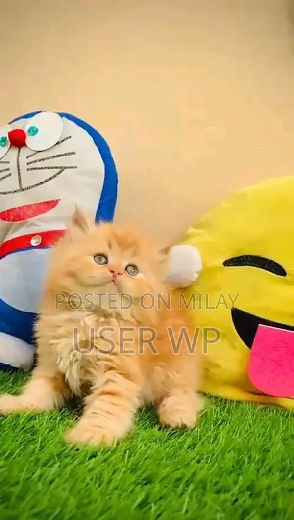 Purebred Persian Kittens - Multiple Colors Available