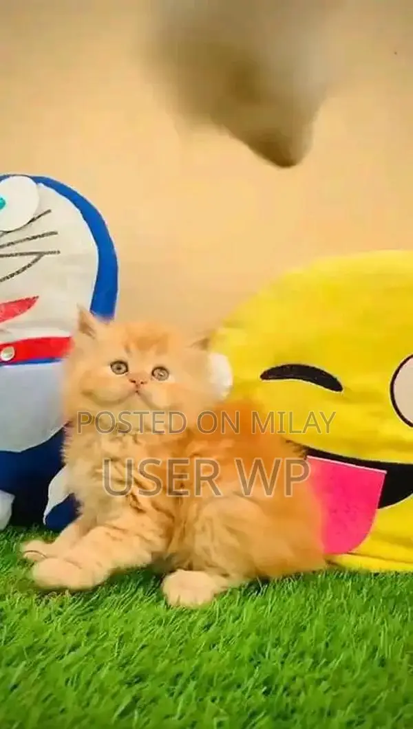 Purebred Persian Kittens - Multiple Colors Available