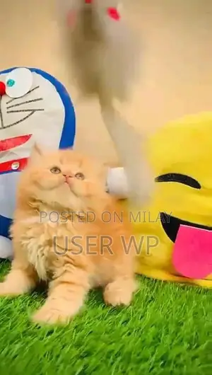 Purebred Persian Kittens - Multiple Colors Available