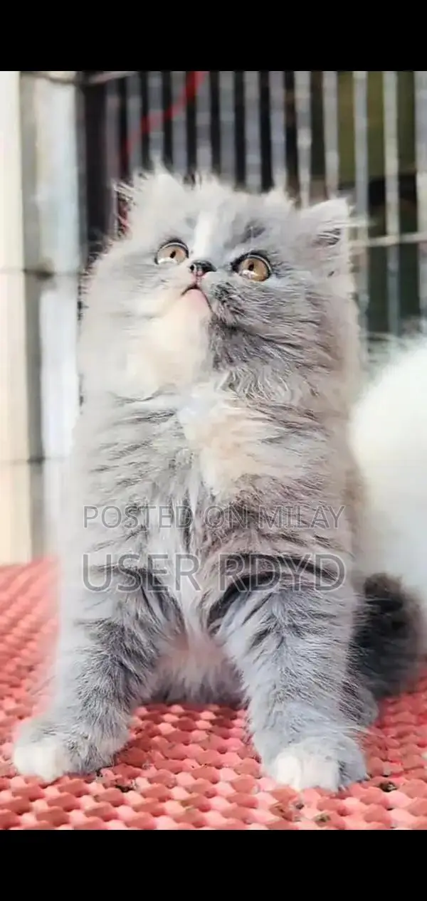 Persian Punch Face Cats: Himalayan and British Breeds