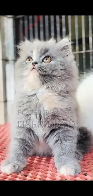Persian Punch Face Cats: Himalayan and British Breeds