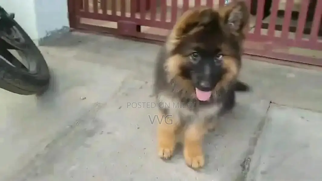 German shepherd puppies  my WhatsApp number