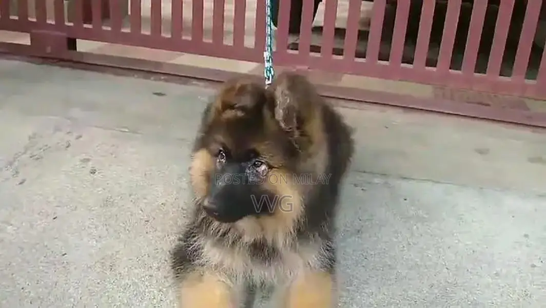 German shepherd puppies  my WhatsApp number