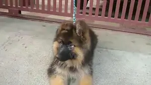 German shepherd puppies  my WhatsApp number