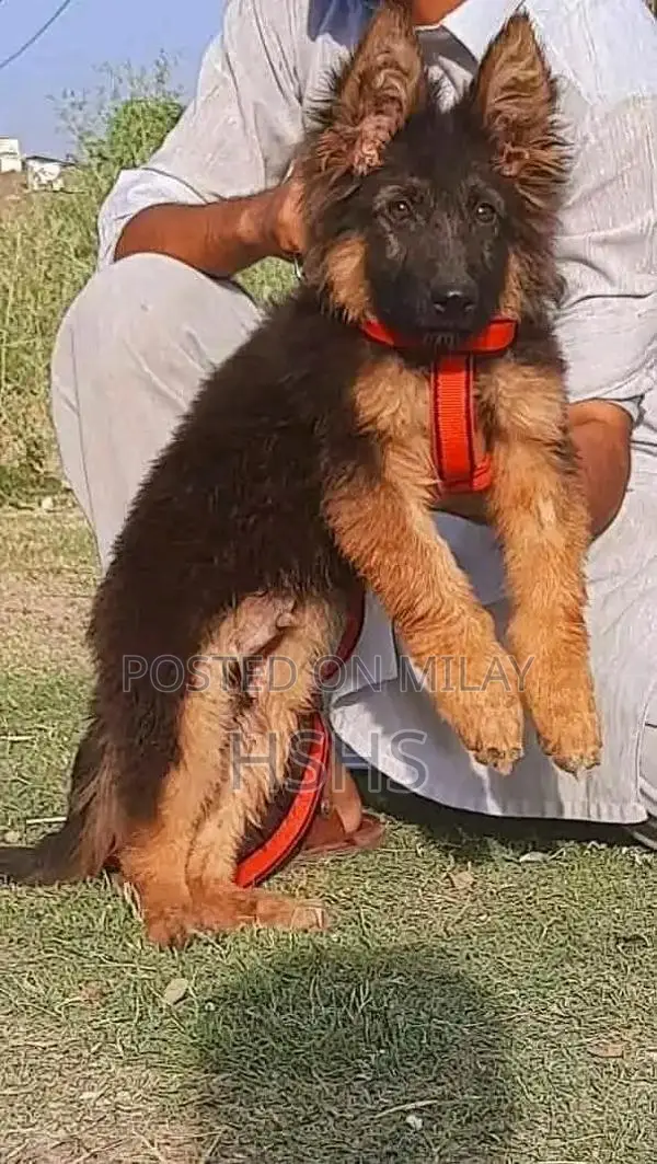 German shepherd puppies  my WhatsApp number