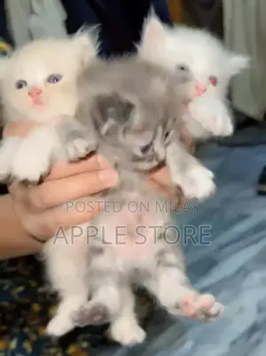 Photo - Punch face Triple coat persian