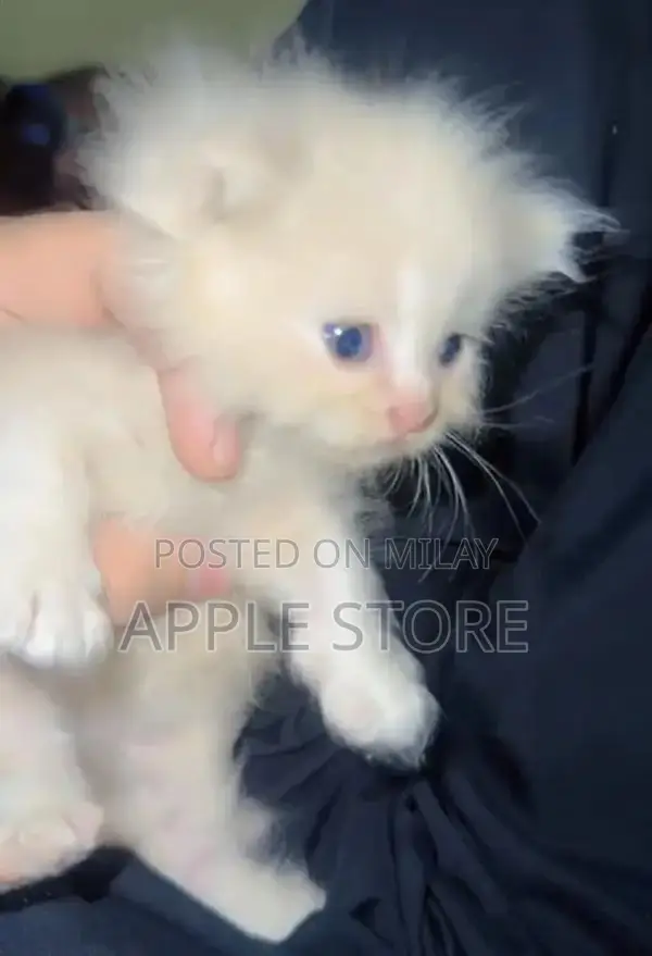 Punch face Triple coat persian