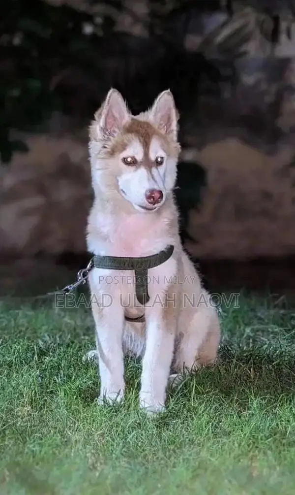 16-Month-Old Siberian Husky Puppy - Light Brown and White