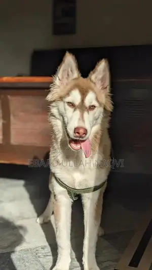 16-Month-Old Siberian Husky Puppy - Light Brown and White