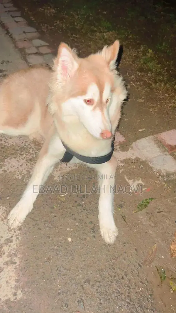 16-Month-Old Siberian Husky Puppy - Light Brown and White