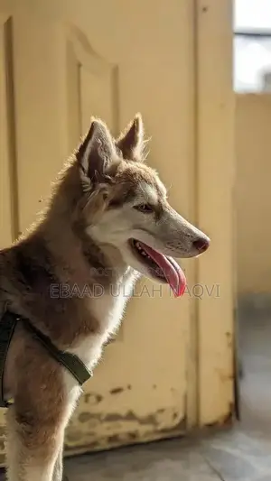 16-Month-Old Siberian Husky Puppy - Light Brown and White