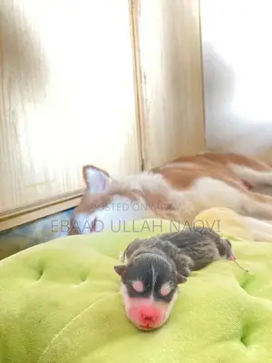 16-Month-Old Siberian Husky Puppy - Light Brown and White