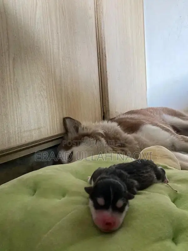 16-Month-Old Siberian Husky Puppy - Light Brown and White