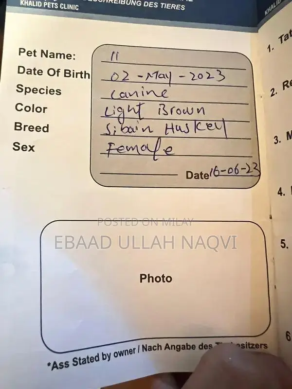 16-Month-Old Siberian Husky Puppy - Light Brown and White