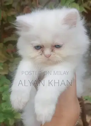 Photo - Rare Persian Kitten with Odd-Colored Eyes and Triple Coat