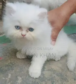 Rare Persian Kitten with Odd-Colored Eyes and Triple Coat