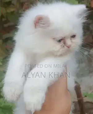Rare Persian Kitten with Odd-Colored Eyes and Triple Coat