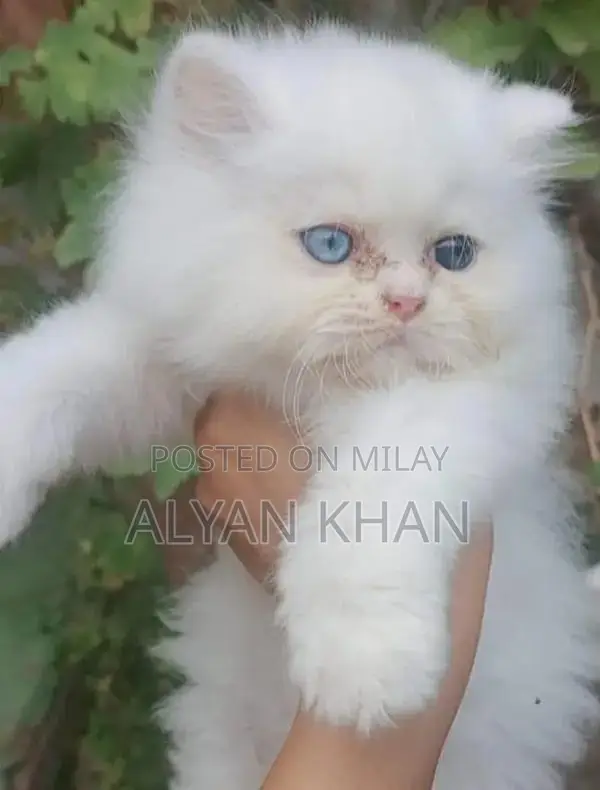 Rare Persian Kitten with Odd-Colored Eyes and Triple Coat