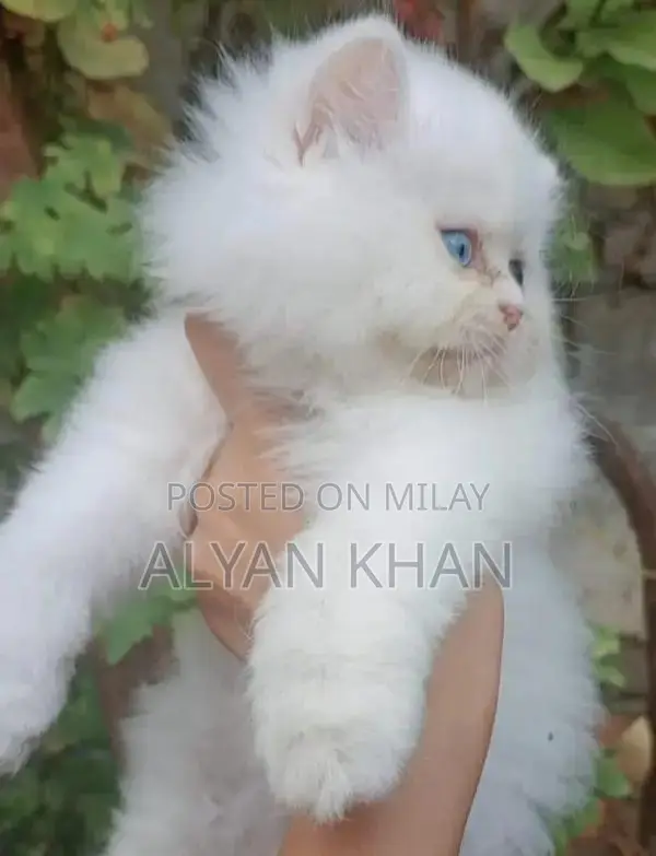 Rare Persian Kitten with Odd-Colored Eyes and Triple Coat