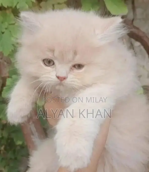 Rare Persian Kitten with Odd-Colored Eyes and Triple Coat