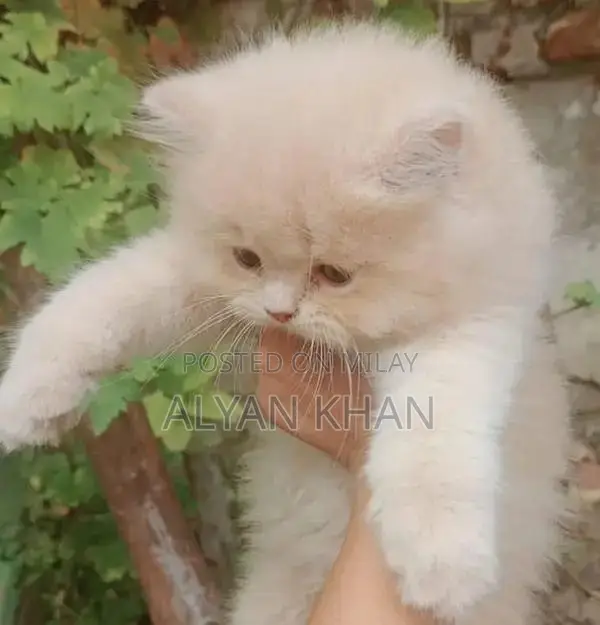 Rare Persian Kitten with Odd-Colored Eyes and Triple Coat