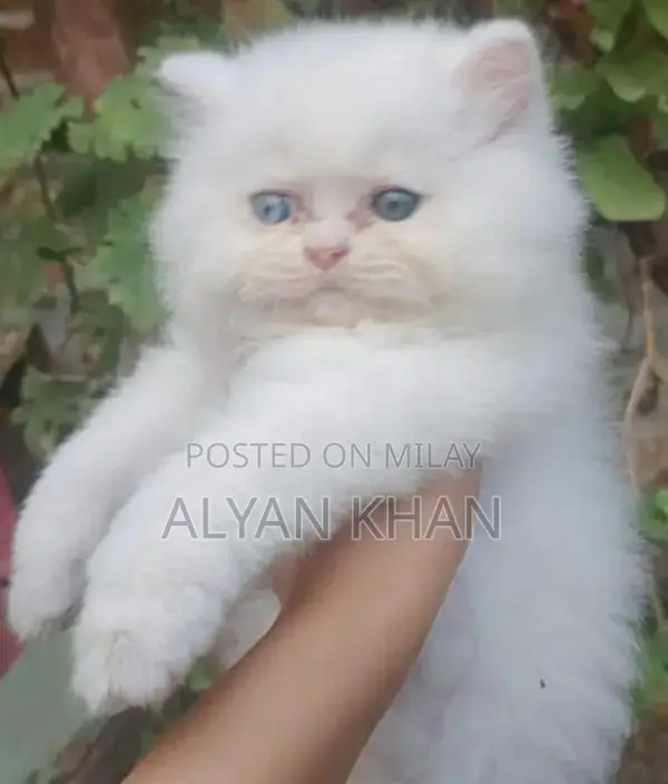 Rare Persian Kitten with Odd-Colored Eyes and Triple Coat