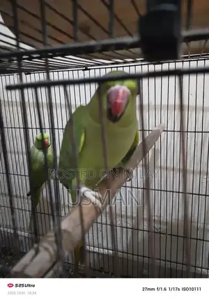 Photo - Interactive Talking Parrot Toy with Egg and Candy Features