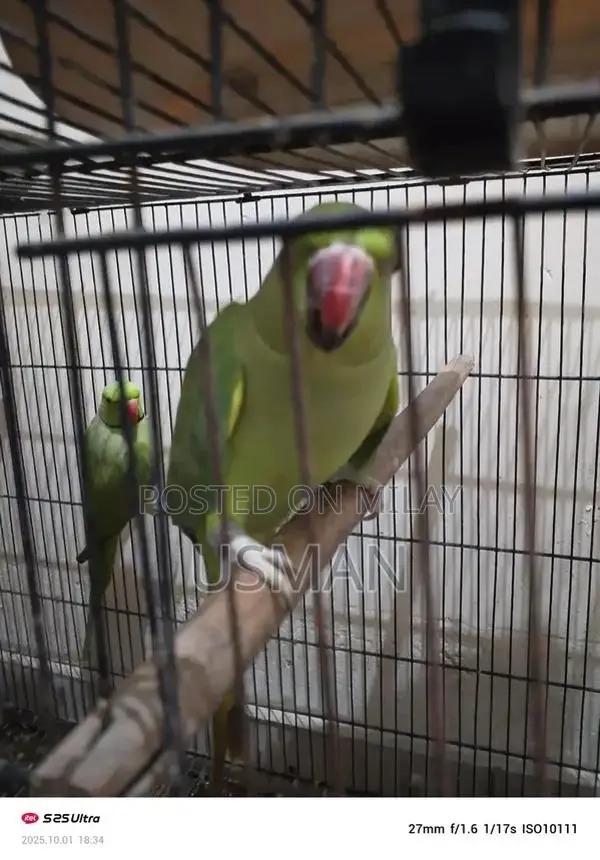 Interactive Talking Parrot Toy with Egg and Candy Features