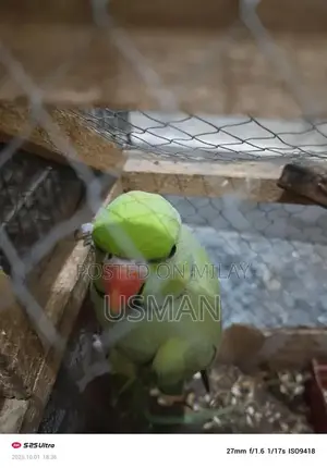 Interactive Talking Parrot Toy with Egg and Candy Features