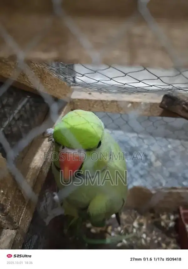 Interactive Talking Parrot Toy with Egg and Candy Features