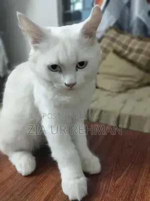 Photo - Purebred Persian Cats - Affectionate Feline Companions