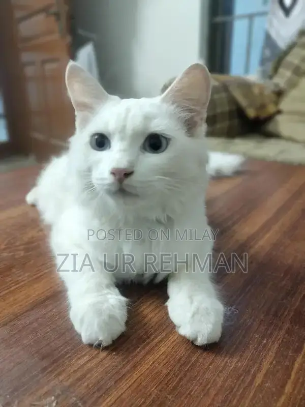 Purebred Persian Cats - Affectionate Feline Companions