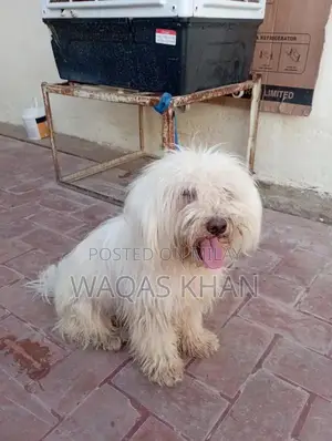 Photo - shihtzu dog locking for new home