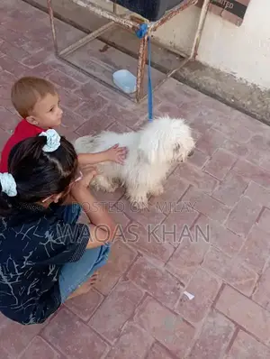 shihtzu dog locking for new home