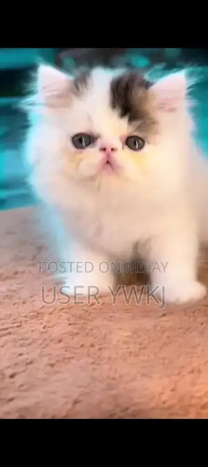 Photo - Purebred Persian Cat - Friendly and Social Pet Companion