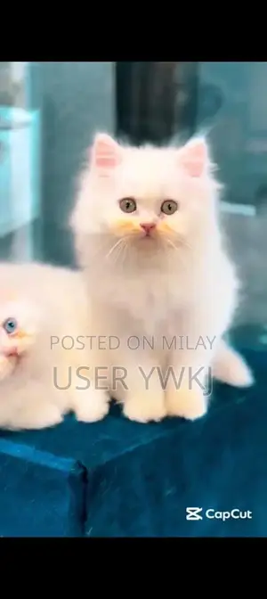 Purebred Persian Cat - Friendly and Social Pet Companion