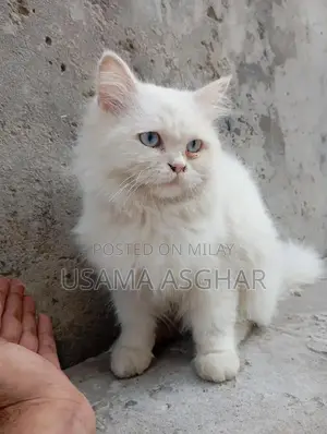 Photo - Pure Breed Stud Dog for Breeding