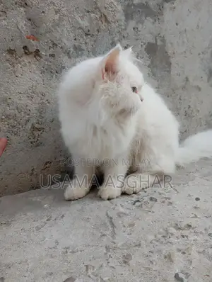 Pure Breed Stud Dog for Breeding