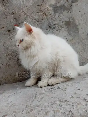 Pure Breed Stud Dog for Breeding