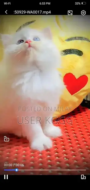 Photo - Persian Punch Face Cats and Kittens - Multiple Colors